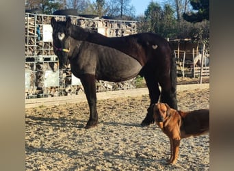 Noriker Mix, Gelding, 6 years, 16 hh, Black