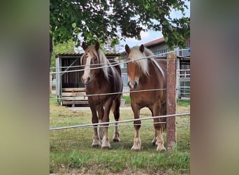 Noriker, Gelding, 6 years, 16 hh, Chestnut-Red