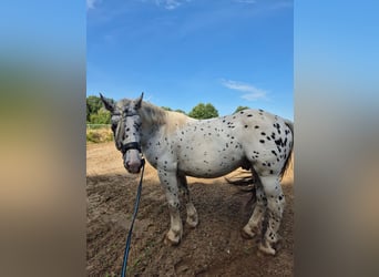 Noriker, Gelding, 6 years, 16 hh, Leopard-Piebald