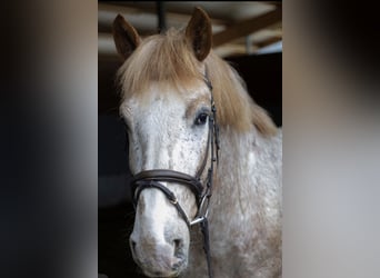 Noriker, Gelding, 6 years, 16 hh, Roan-Red