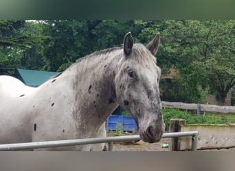 Noriker, Gelding, 6 years, 16,1 hh, Leopard-Piebald