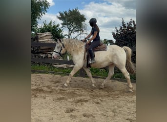 Noriker, Gelding, 6 years, 16,2 hh, Gray