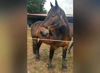 Noriker, Gelding, 6 years, 17 hh, Bay-Dark