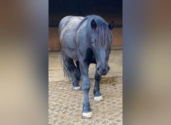 Noriker, Gelding, 6 years, 17 hh, Bay-Dark