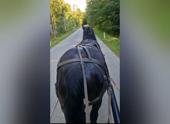 Noriker, Gelding, 6 years, 17 hh