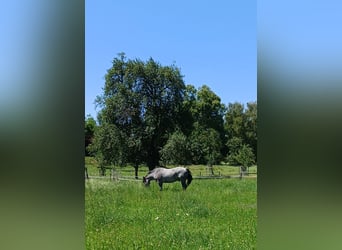Noriker, Gelding, 6 years