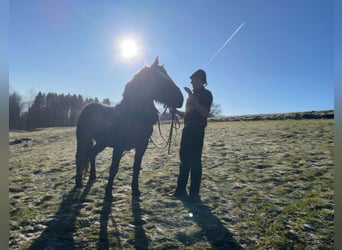 Noriker, Gelding, 6 years