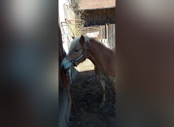 Noriker, Gelding, 7 years, 15.2 hh, Pinto