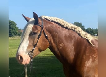 Noriker, Gelding, 7 years, 15,2 hh, Chestnut-Red