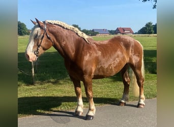 Noriker, Gelding, 7 years, 15,2 hh, Chestnut-Red