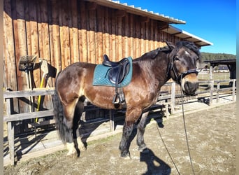 Noriker, Gelding, 7 years, 16 hh, Bay-Dark