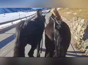 Noriker, Gelding, 7 years, 17 hh