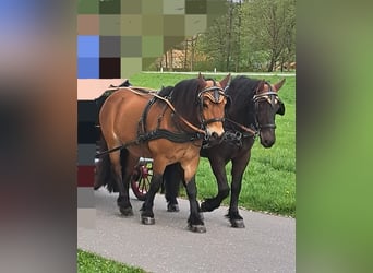 Noriker Mix, Gelding, 8 years, 14,2 hh, Brown