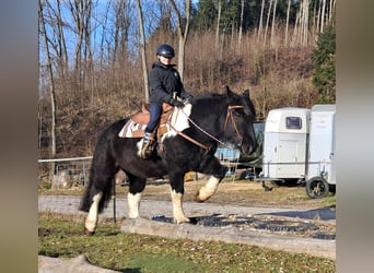 Noriker, Gelding, 8 years, 15,1 hh, Pinto