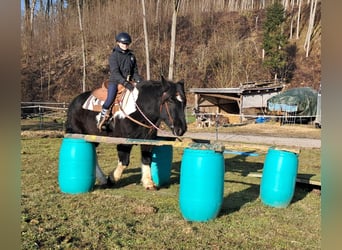 Noriker, Gelding, 8 years, 15,1 hh, Pinto