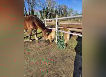 Noriker, Gelding, 8 years, 16 hh, Brown