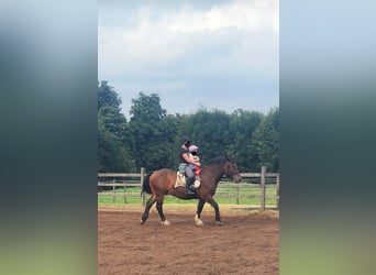 Noriker, Gelding, 8 years, 16 hh, Brown