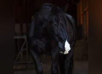 Noriker, Gelding, 8 years, 16,3 hh, Black
