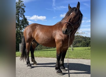 Noriker, Gelding, 8 years, Brown