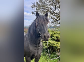 Noriker, Gelding, 9 years, 15.2 hh, Black
