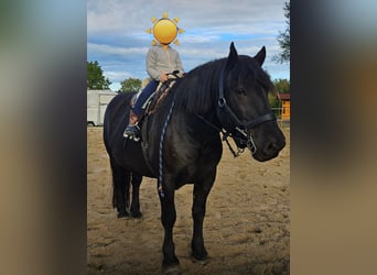 Noriker, Gelding, 9 years, 15.2 hh, Black