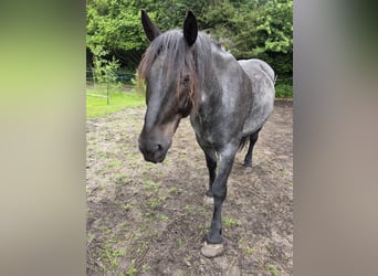 Noriker, Gelding, 9 years, 15.2 hh, Grey-Blue-Tan