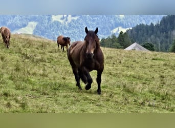 Noriker, Gelding, 9 years, 16,1 hh, Bay-Dark