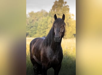 Noriker, Gelding, 9 years, 16,1 hh, Smoky-Black