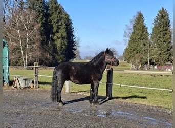 Noriker, Hengst, 10 Jahre, 165 cm, Rappe