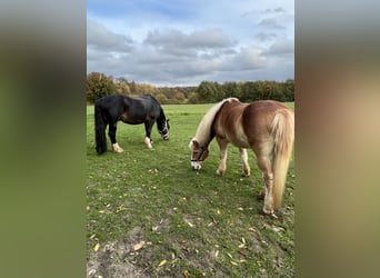 Noriker, Hengst, 12 Jahre, 159 cm, Dunkelbrauner