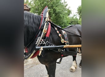Noriker, Hengst, 12 Jahre, 159 cm, Dunkelbrauner