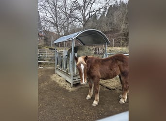Noriker, Hengst, 1 Jaar, 135 cm, Roodvos