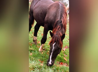 Noriker, Hengst, 1 Jaar, 150 cm, Bruin