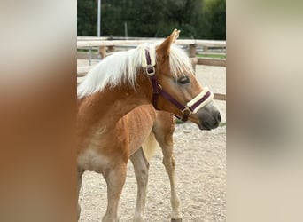 Noriker, Hengst, 1 Jaar, 150 cm, Gevlekt-paard