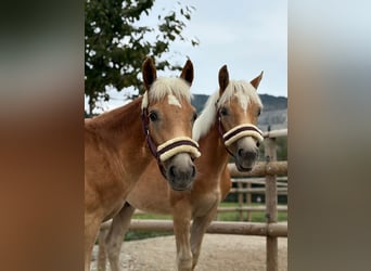 Noriker, Hengst, 1 Jaar, 150 cm, Gevlekt-paard