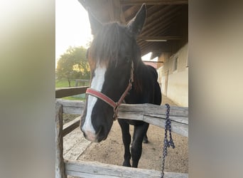 Noriker, Hengst, 1 Jaar, 150 cm, Zwart