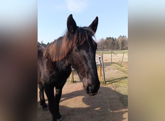 Noriker, Hengst, 1 Jaar, 164 cm, Zwart