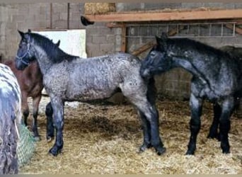 Noriker, Hengst, 1 Jaar, 166 cm