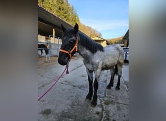 Noriker, Hengst, 1 Jaar, 166 cm