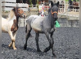 Noriker, Hengst, 1 Jaar, 166 cm