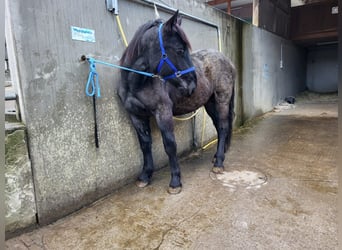 Noriker, Hengst, 1 Jaar, 175 cm