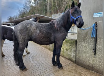 Noriker, Hengst, 1 Jaar, 175 cm