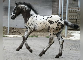 Noriker, Hengst, 1 Jaar