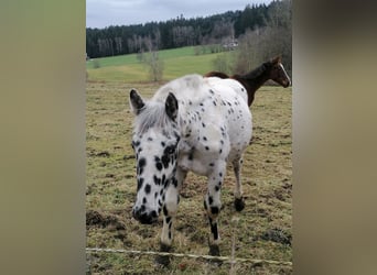 Noriker, Hengst, 1 Jaar