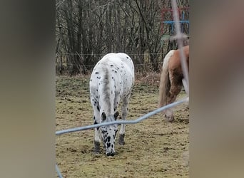 Noriker, Hengst, 1 Jaar