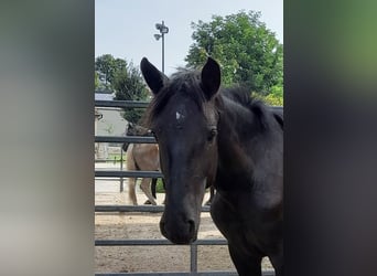 Noriker, Hengst, 1 Jaar, Zwart