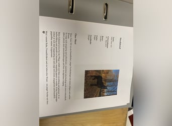 Noriker, Hengst, 1 Jaar, Zwart