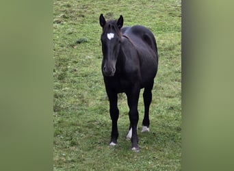 Noriker, Hengst, 1 Jaar, Zwart