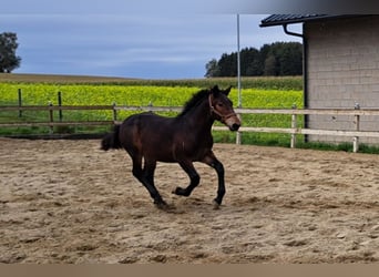 Noriker, Hengst, 1 Jaar, Zwartbruin