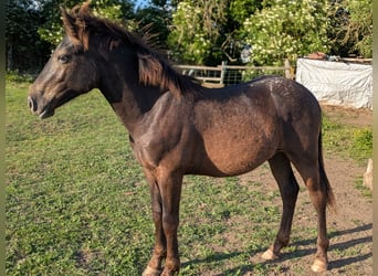 Noriker Mix, Hengst, 1 Jahr, 135 cm, Tigerschecke